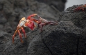 023 Sally lightfoot crab 08